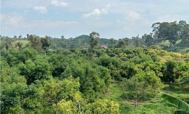 Se Vende Finca Sembrada En Aguacate Semil