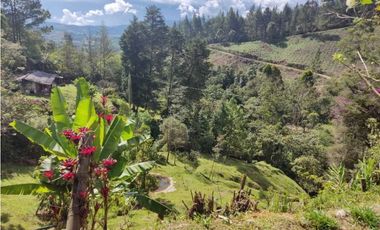 Se vende Finca en la Clara - Caldas Antioquia