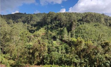 Se vende Finca en la Clara - Caldas Antioquia
