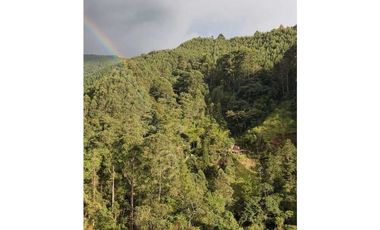 Se vende Finca en la Clara - Caldas Antioquia