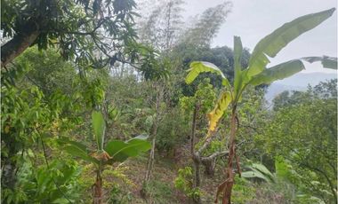 Lote en Guasimal-Tena con servicios públicos