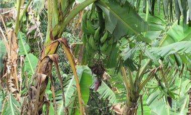 Maat vende finca en vereda Rio dulce-Villeta 6.400m2 $430 Millones