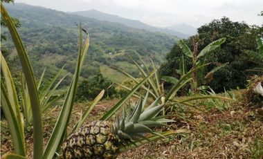 Maat vende finca en vereda Rio dulce-Villeta 6.400m2 $430 Millones