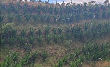 finca en venta san vicente Ferrer 17.5 hectareas sector la Magdalena.