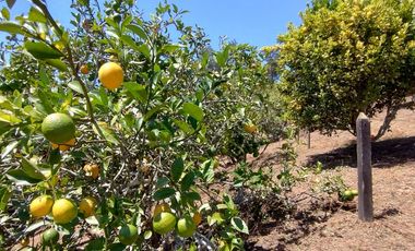 Finca en venta en El Carmen de Viboral