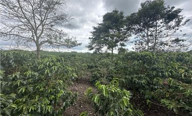 Se Vende Finca Cafetera En Alcala Norte Del Valle Limites Con Quindio