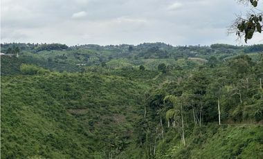 Se Vende Finca Cafetera En Alcala Norte Del Valle Limites Con Quindio
