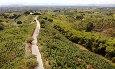 Se Vende Finca Cafetera En Alcala Norte Del Valle Limites Con Quindio