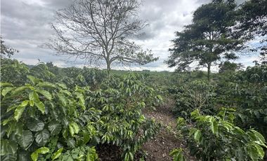 Se Vende Finca Cafetera En Alcala Norte Del Valle Limites Con Quindio
