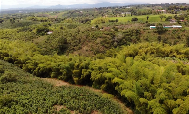 Se Vende Finca Cafetera En Alcala Norte Del Valle Limites Con Quindio