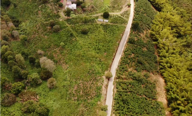 Se Vende Finca Cafetera En Alcala Norte Del Valle Limites Con Quindio