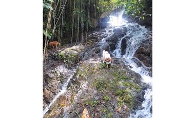 Se Vende Finca Sembrada En Aguacate Ideal Para Glamping En Pijao