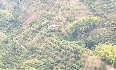 Se Vende Finca Sembrada En Aguacate Ideal Para Glamping En Pijao