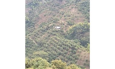 Se Vende Finca Sembrada En Aguacate Ideal Para Glamping En Pijao