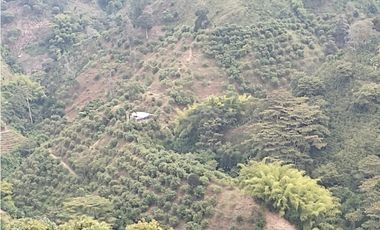Se Vende Finca Sembrada En Aguacate Ideal Para Glamping En Pijao