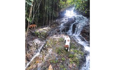 Se Vende Finca Sembrada En Aguacate Ideal Para Glamping En Pijao