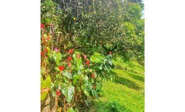 Maat vende finca en La Vega - 25.000m2 $800Millones