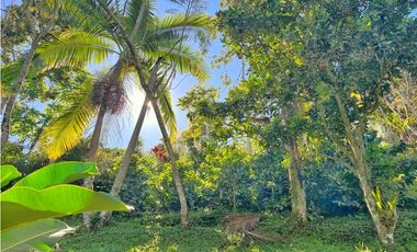 Maat vende finca en La Vega - 25.000m2 $800Millones