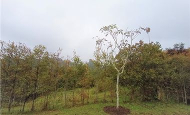 LOTE EN VENTA EL RETIRO ANTIOQUIA VIA A PLATANILLO