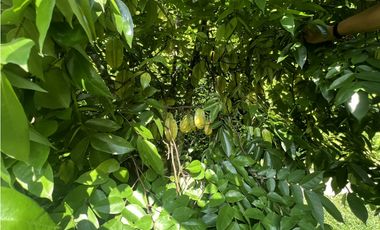 VENTA CASA CAMPESTRE - VDA PADILLA - LA TEBAIDA QUINDIO