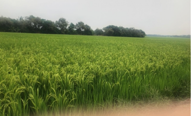 VENTA/ PERMUTA, FINCA ARROCERA EN NATAGAIMA TOLIMA,
