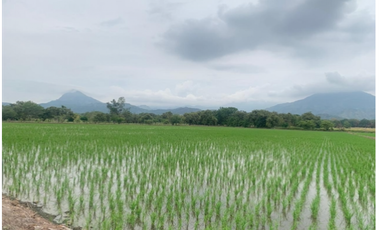 VENTA/ PERMUTA, FINCA ARROCERA EN NATAGAIMA TOLIMA,