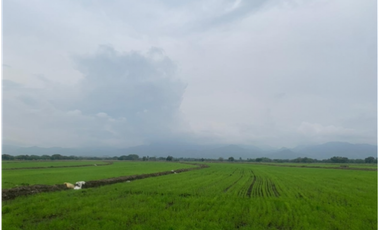VENTA/ PERMUTA, FINCA ARROCERA EN NATAGAIMA TOLIMA,