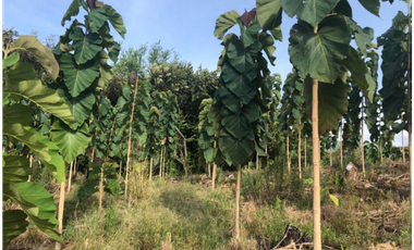 VENTA/ PERMUTA, FINCA ARROCERA EN NATAGAIMA TOLIMA,