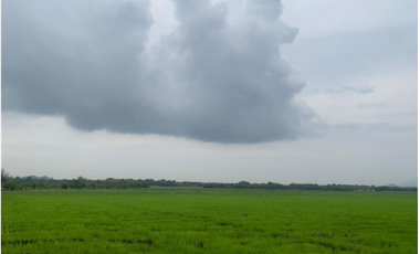 VENTA/ PERMUTA, FINCA ARROCERA EN NATAGAIMA TOLIMA,