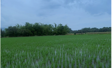 VENTA/ PERMUTA, FINCA ARROCERA EN NATAGAIMA TOLIMA,
