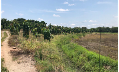 VENTA/ PERMUTA, FINCA ARROCERA EN NATAGAIMA TOLIMA,