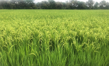 VENTA/ PERMUTA, FINCA ARROCERA EN NATAGAIMA TOLIMA,