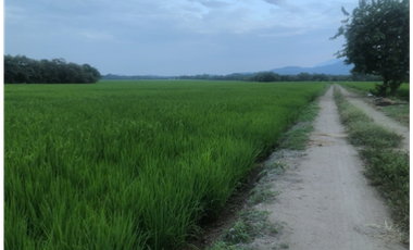 VENTA/ PERMUTA, FINCA ARROCERA EN NATAGAIMA TOLIMA,