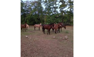 Vendo Espectacular Finca Pintada Bolombolo