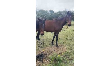 VENDO FINCA EN SUBACHOQUE A PUERTA CERRADA (IC)