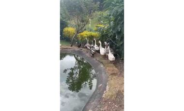 VENDO FINCA EN SUBACHOQUE A PUERTA CERRADA (IC)