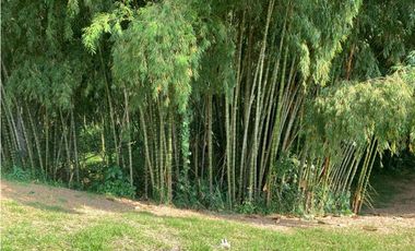 Se vende Lote vía Cerritos entrada 8 Cafelia - Pereira