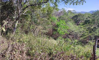 VENDE O PERMUTA FINCA PARA DESARROLLO AGROPECUARIO EN VILLETA