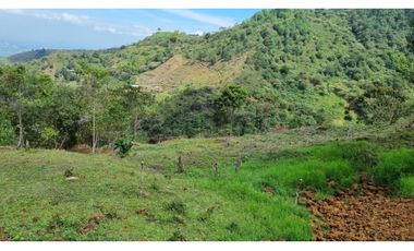 Se venden lotes desde 2.359 m2 parcelación abierta La Buitrera Palmira