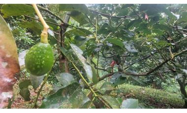 VENTA DE FINCA EN ANOLAIMA CUNDINAMARCA CASA CON LICENCIA