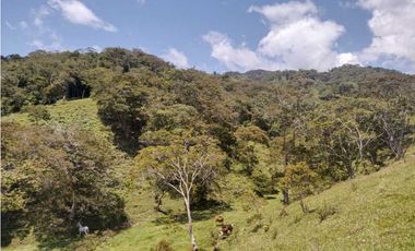 VENTA O PERMUTA DE FINCA EN JESUS MARIA SANTANDER - 20 HECTAREAS