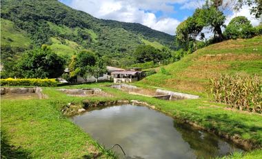 FINCA  EN VENTA SAN CARLOS, ANTIOQUIA