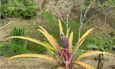 FINCA  EN VENTA SAN CARLOS, ANTIOQUIA