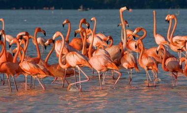 Terreno Frente al Mar en Venta en Celestún