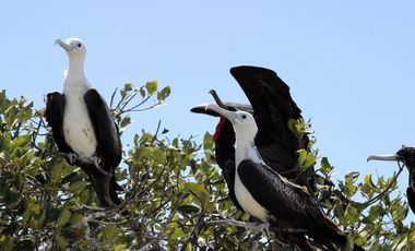 Terreno Frente al Mar en Venta en Celestún