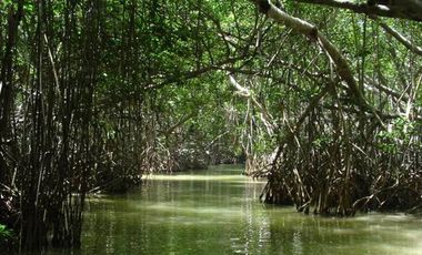Terreno Frente al Mar en Venta en Celestún