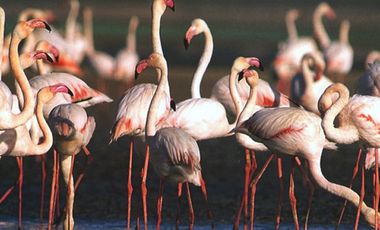 Terreno Frente al Mar en Venta en Celestún