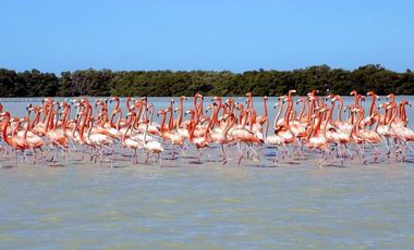 Terreno Frente al Mar en Venta en Celestún