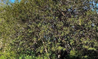 Parcela en Venta en COD37354 la sureña de molco