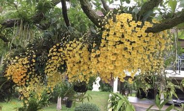 2 Bedroom House for sale in Nong Han, Chiang Mai